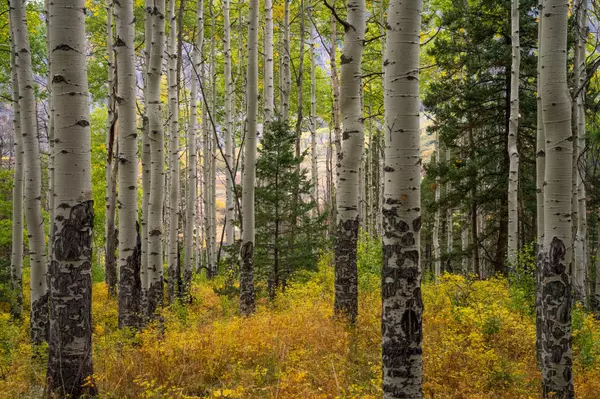 Telluride, CO 81435,TBD Last Dollar RD