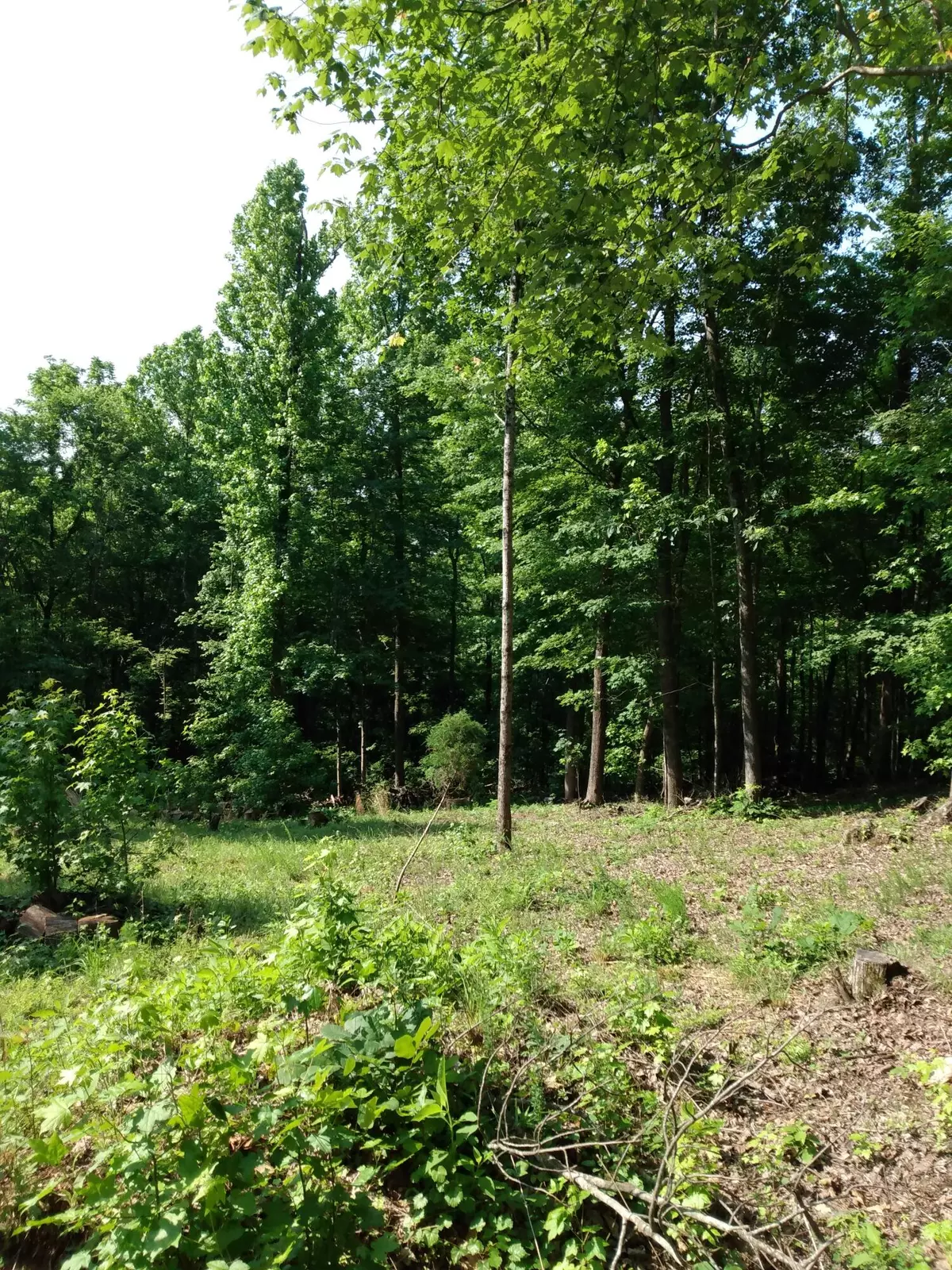 Spring City, TN 37381,Lot 418 Oak Tree RD