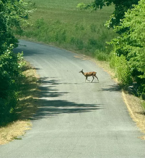 Decatur, TN 37322,Lot 29 Goodfield TER
