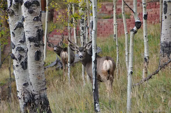 Cripple Creek, CO 80813,255 Andes TER