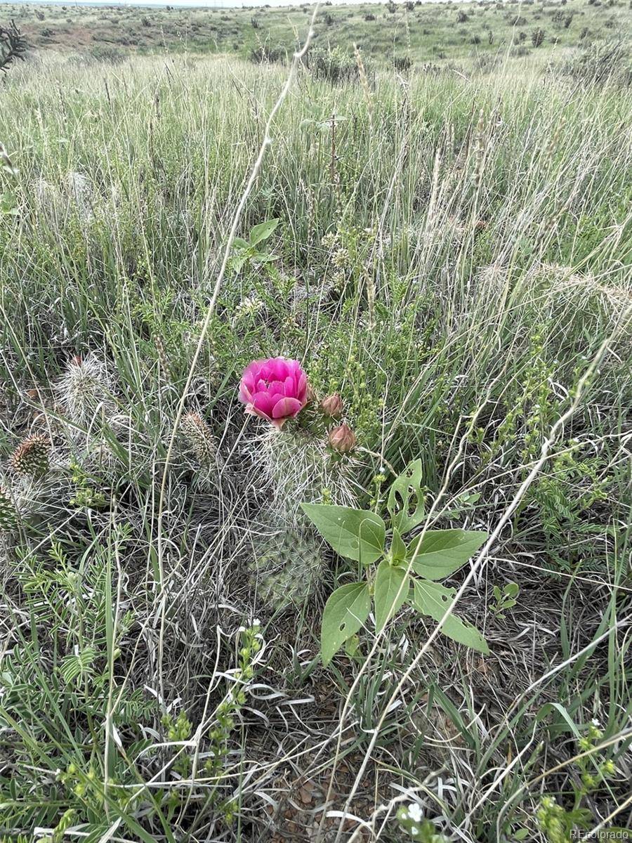 Fountain, CO 80817,5680 Pronghorn DR