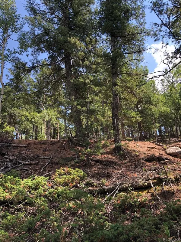 Woodland Park, CO 80863,195 Osoeola RD