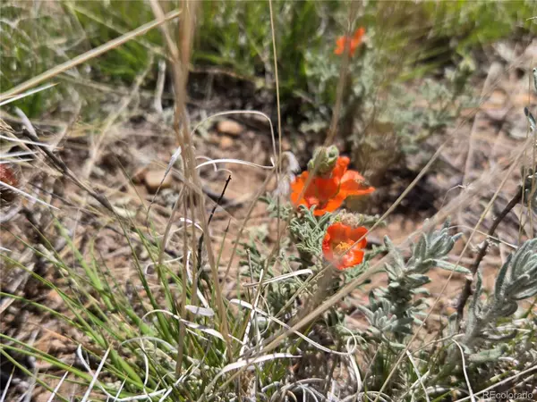 Blanca, CO 81133,South 8th Street Lot 13
