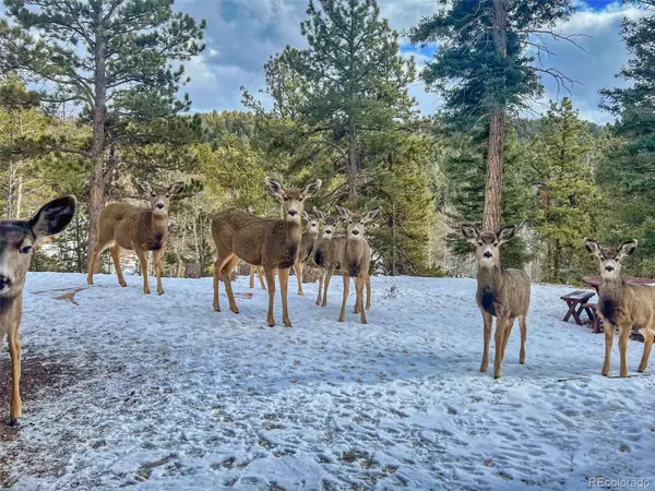 Florissant, CO 80816,549 Mohawk HTS