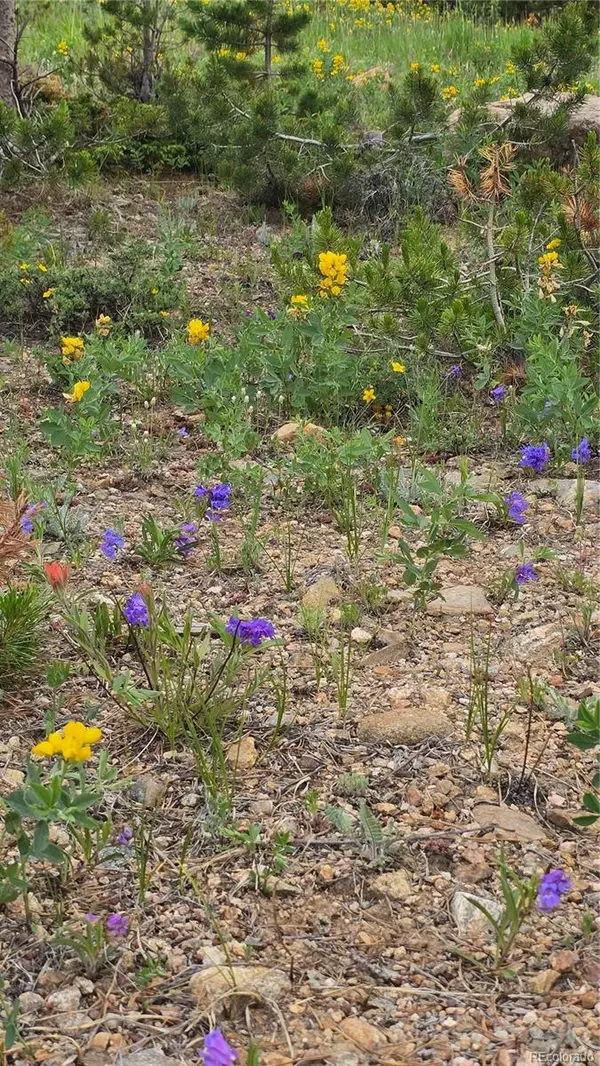 Idaho Springs, CO 80452,Aspen Rd