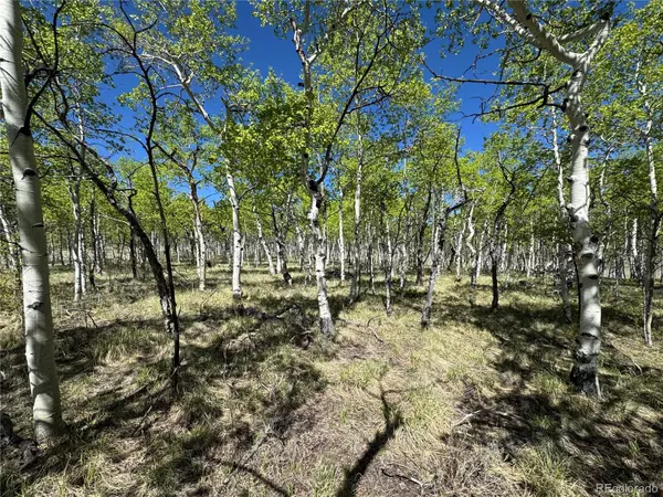 Hartsel, CO 80449,275 Oxen CT