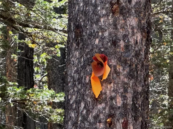 Fort Garland, CO 81133,3443 Drexler PL