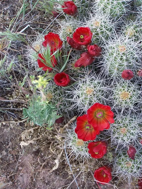 Crestone, CO 81131,4338 Ridge Crest CT