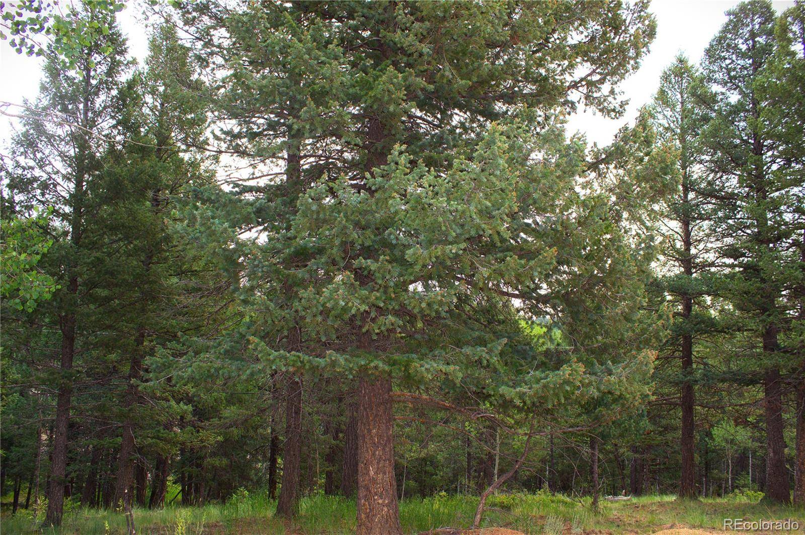 Divide, CO 80814,123 Ellis Lake CIR