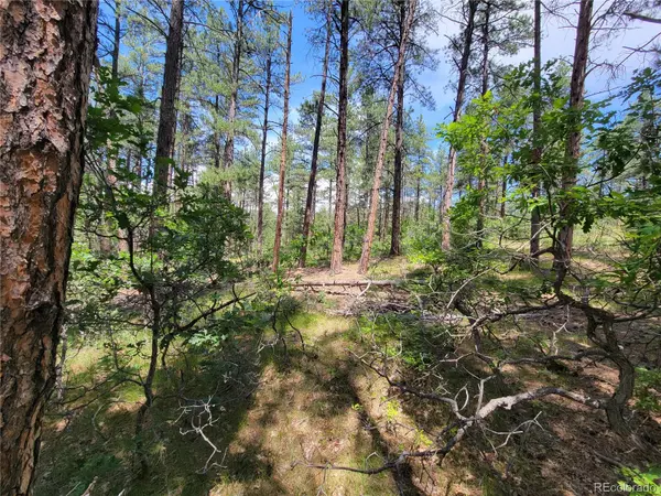 Larkspur, CO 80118,7169 Independence CT