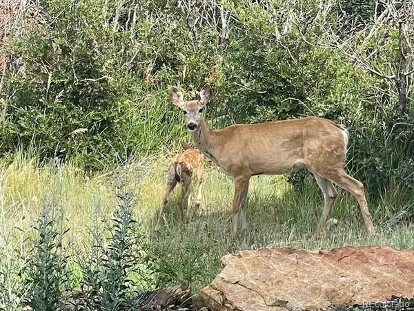 Castle Rock, CO 80104,7186 Weaver CIR