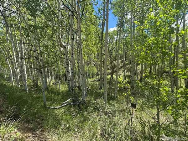 Cripple Creek, CO 80813,524 Buckhorn RD