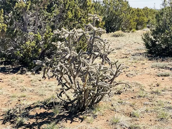 Walsenburg, CO 81089,Lot 61 N Buffalo DR