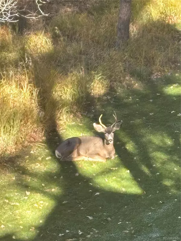 Castle Pines, CO 80108,7049 Forest Ridge CIR