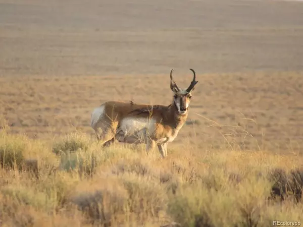 Blanca, CO 81123,00 TBD 40 AC