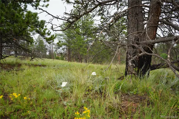Florissant, CO 80816,308 Chapparal TRL