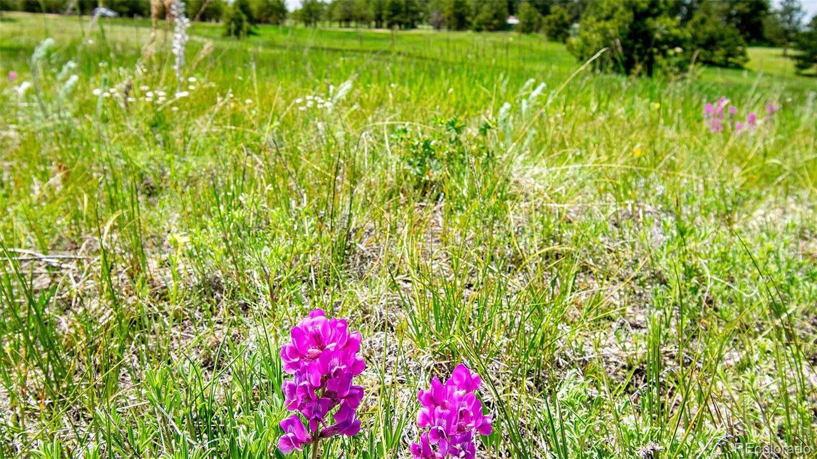 Elbert, CO 80106,17255 Forest Green WAY