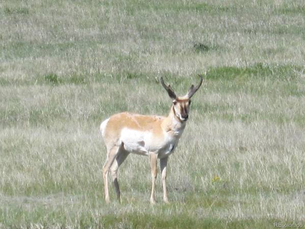 Elizabeth, CO 80107,LOT 12 Rustlers Canyon