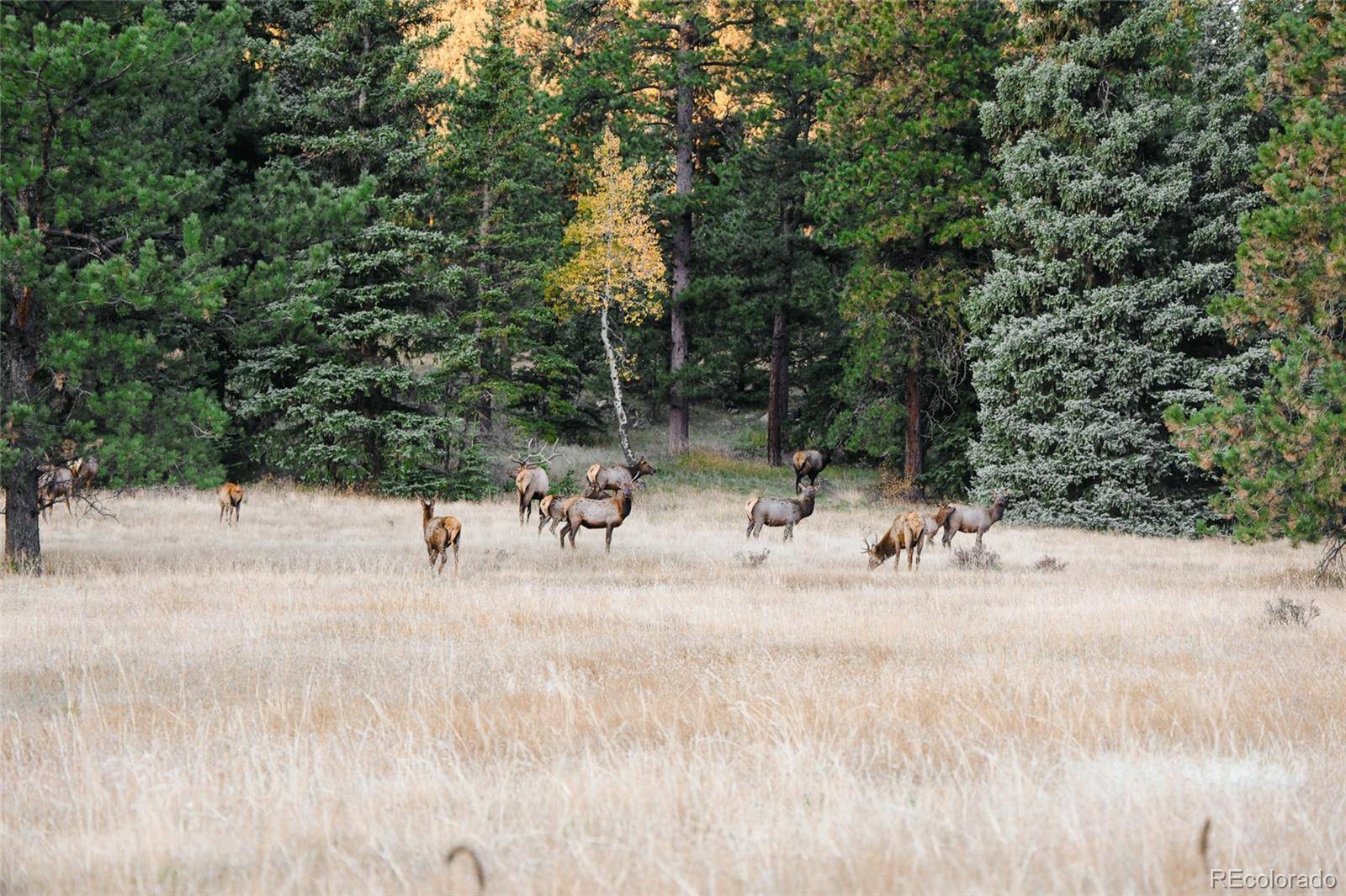 Evergreen, CO 80439,950 Corral Creek RD
