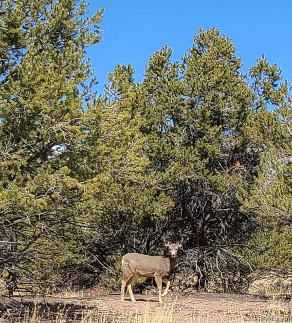 Crestone, CO 81131,1452 Pinecrest Overlook