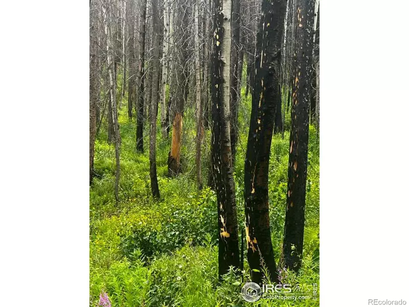 0 Old Ballard Logging RD, Bellvue, CO 80512