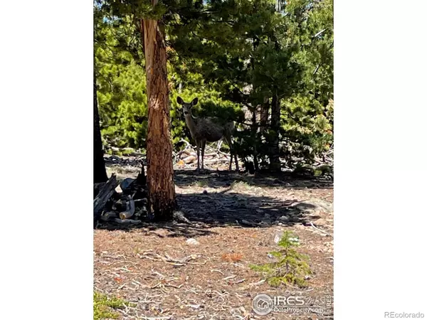 Red Feather Lakes, CO 80545,1482 Shoshoni DR