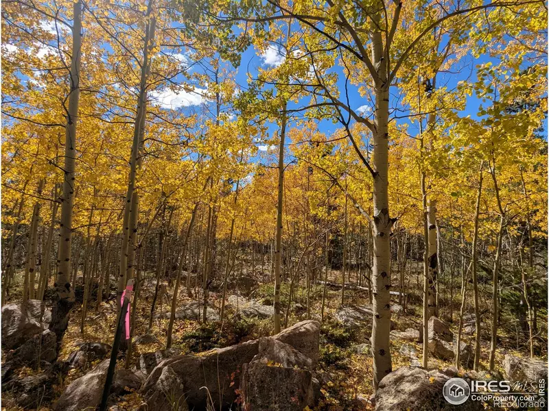 2182 Osage TRL, Red Feather Lakes, CO 80545