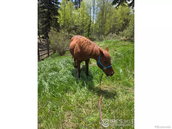 Bailey, CO 80421,90 Chickadee DR