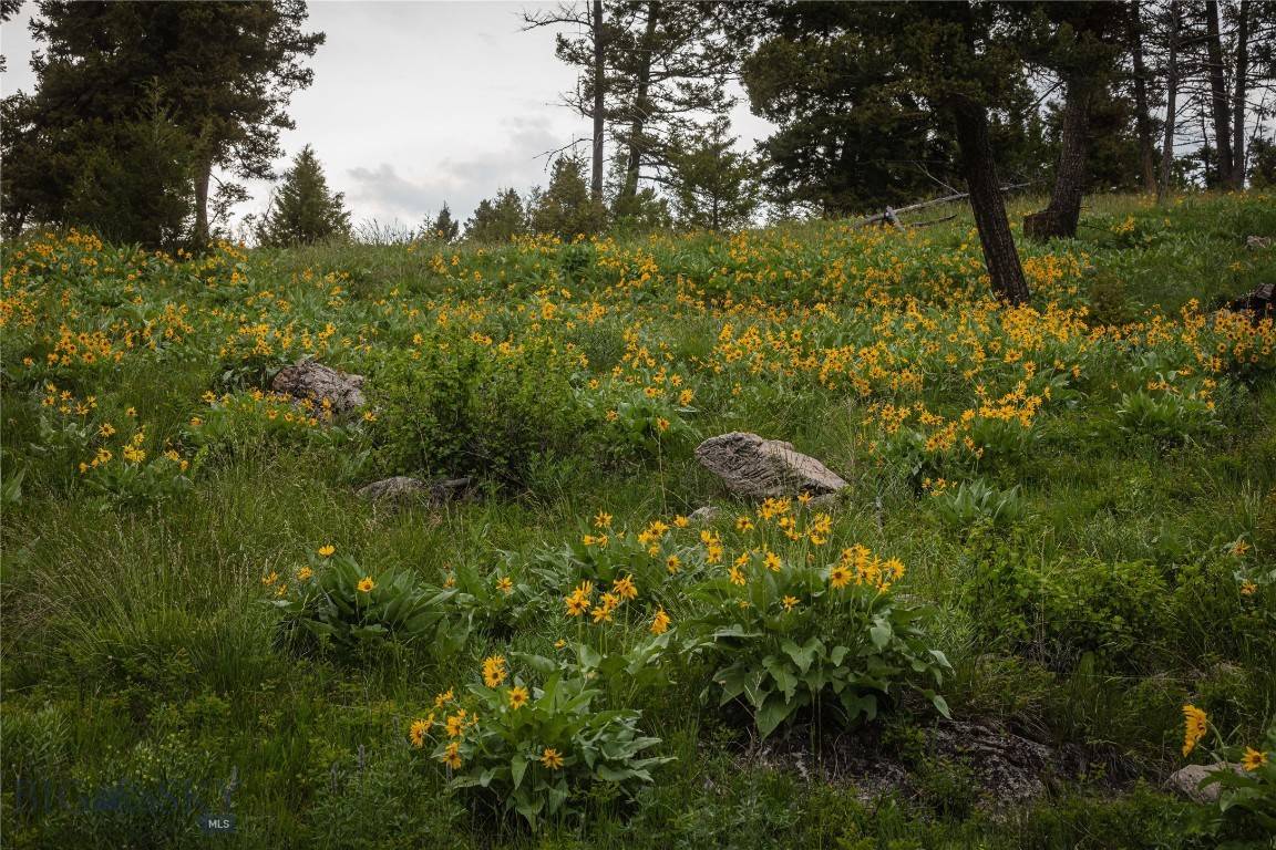 5 Tract, Bull Elk, Drummond, MT 59823