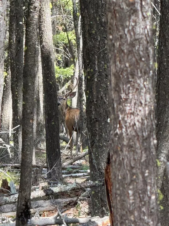 Helmville, MT 59843,TBD A&B Chimney Lakes RD