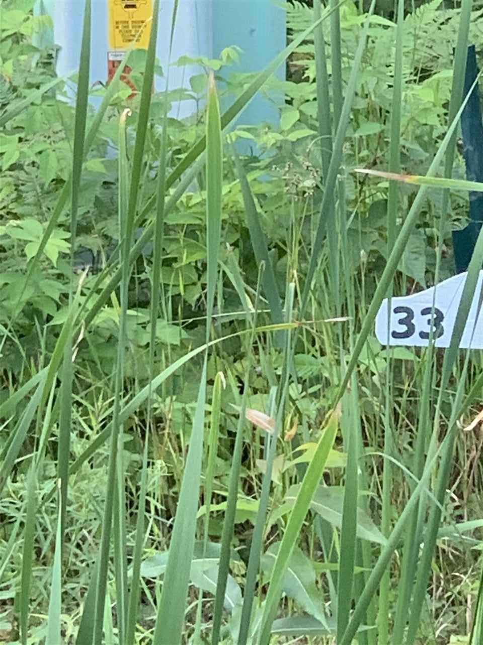 Little Suamico, WI 54171,Lot 33 MAPLE LEAF TRL #33