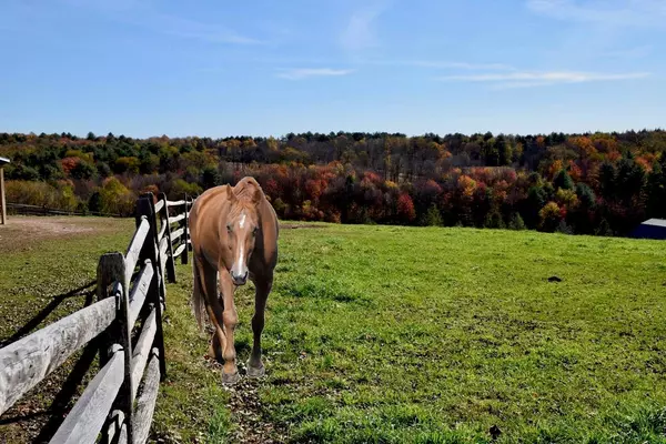 Bethel, NY 12720,282 W Shore RD