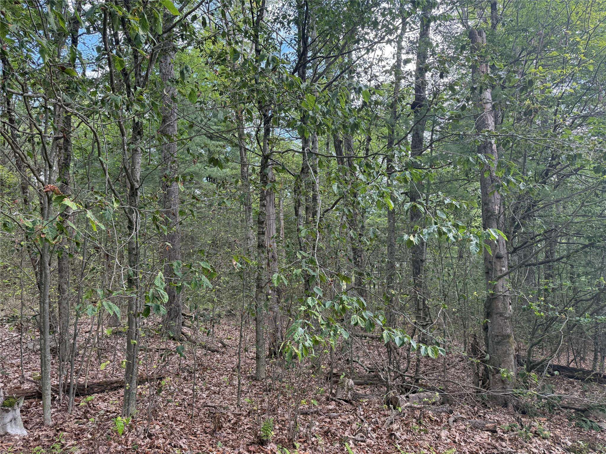 Forestburgh, NY 12777,French Clearing RD