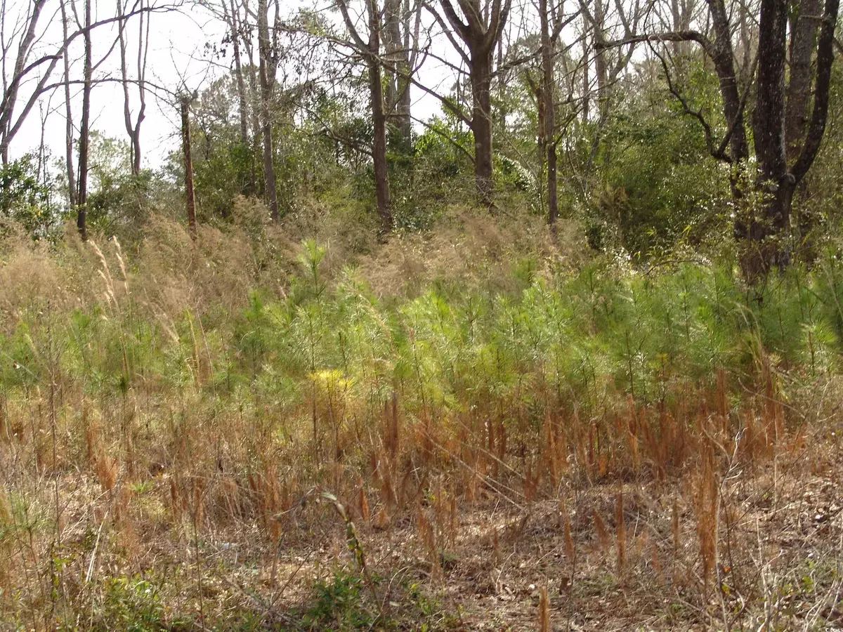 Andrews, SC 29510,415 S Magnolia Ave.