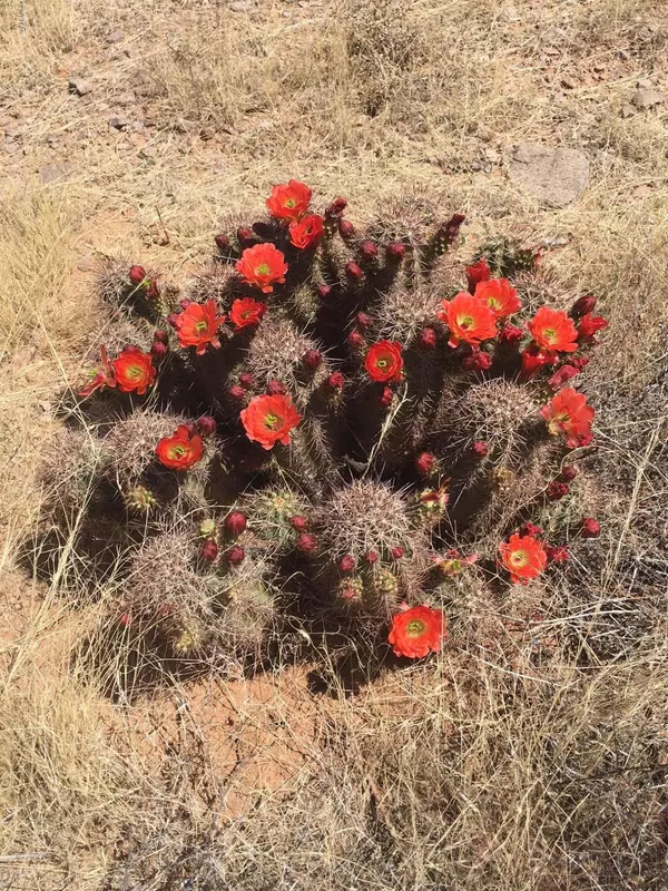 Las Cruces, NM 88011,5021 Lost Padre Mine
