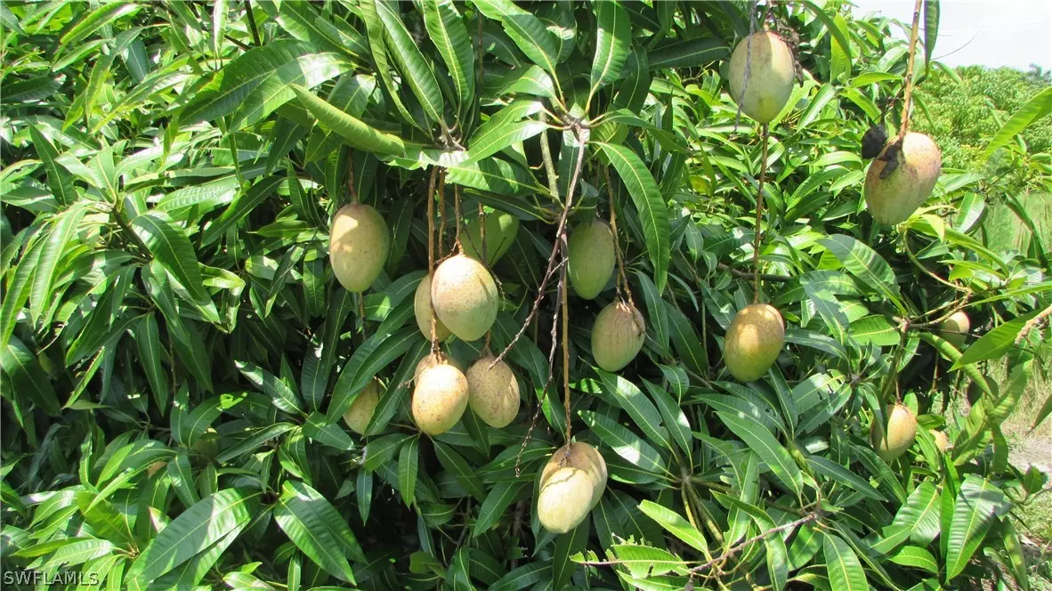 Other, FL 33956,6450 Stringfellow RD