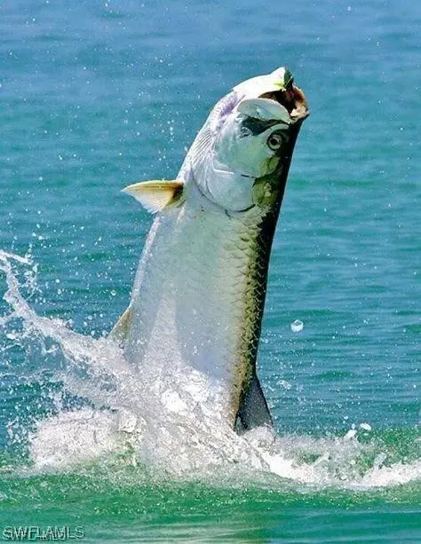 Bokeelia, FL 33922,7121 Guava AVE