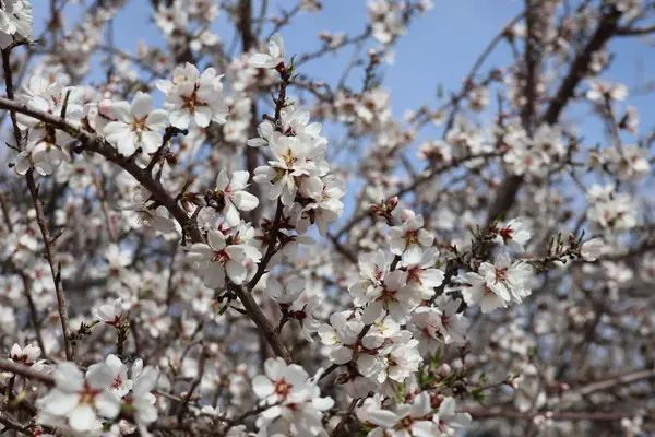 Firebaugh, CA 93622,Address not disclosed