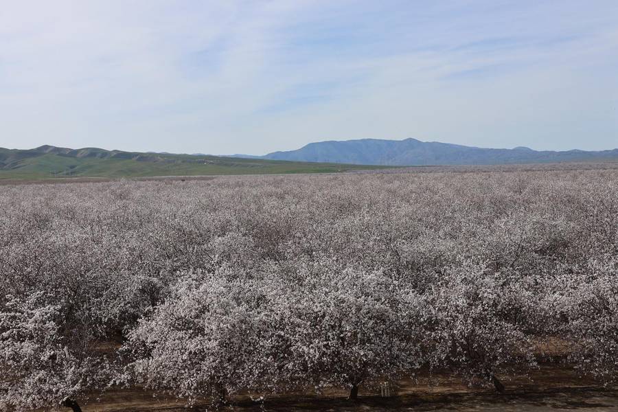 Firebaugh, CA 93622