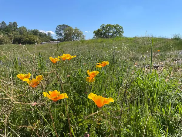 Coarsegold, CA 93614,2 Buggy Whip DR