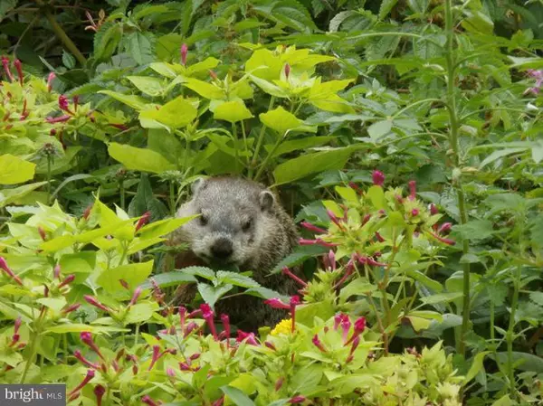 New Windsor, MD 21776,15519 BARNES RD