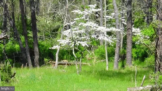 CHOKE CHERRY, Capon Bridge, WV 26711