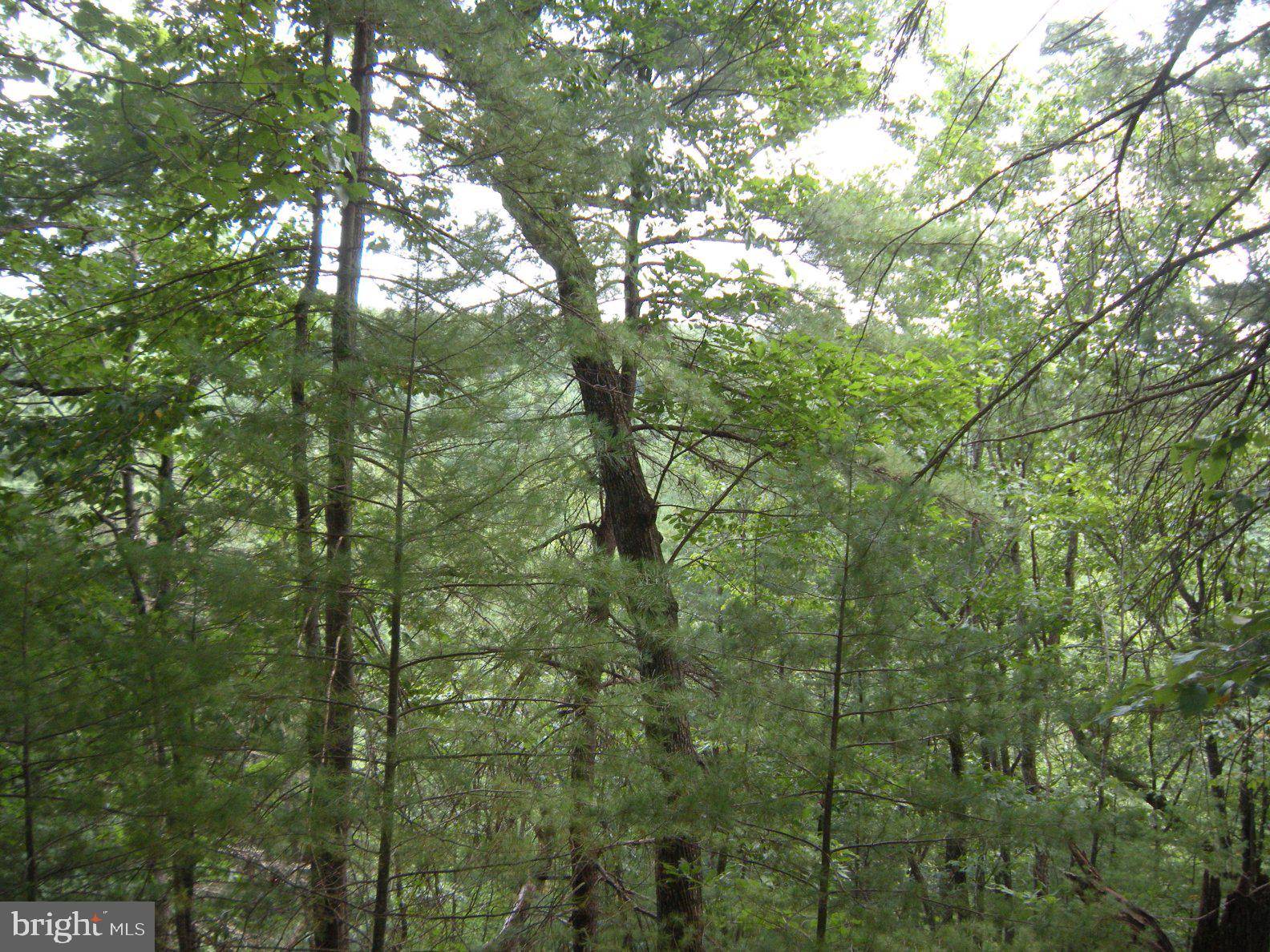 Capon Bridge, WV 26711,LOT 5 TURKEY KNOB RD