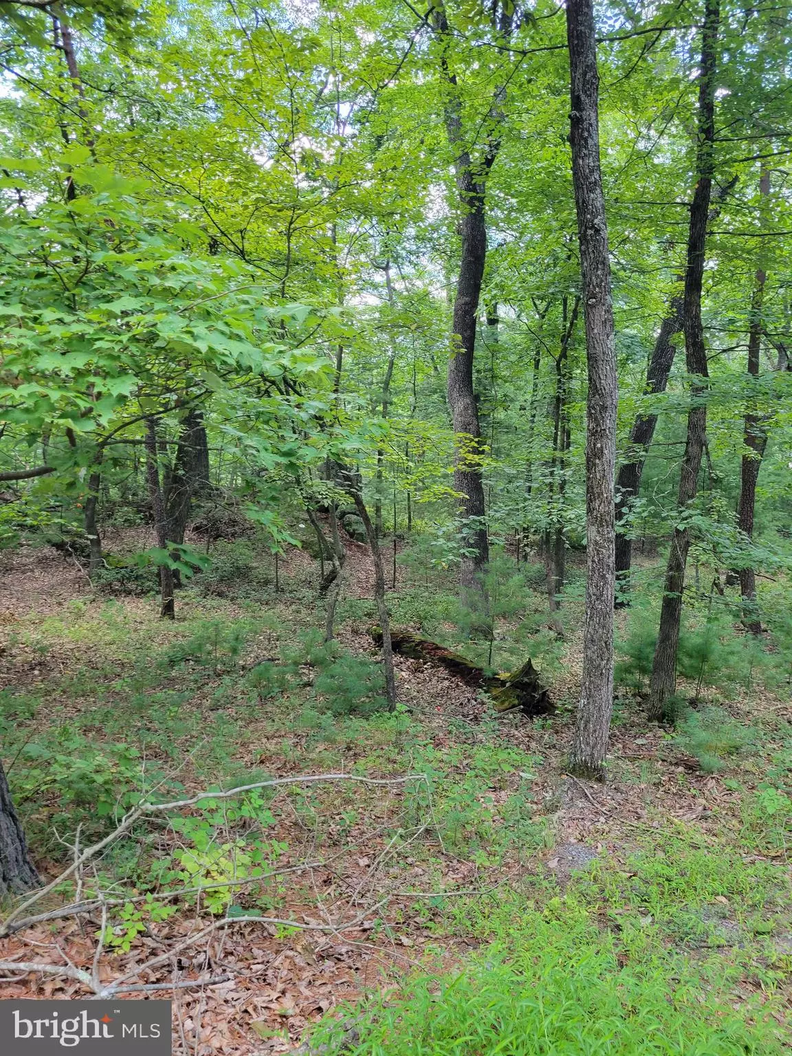 Capon Bridge, WV 26711,LOT 7 TURKEY KNOB ROAD