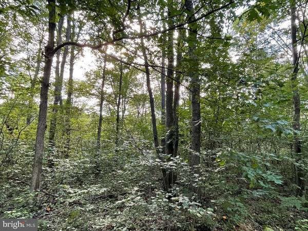 LOT ON TURKEY RIDGE ROAD, Moshannon, PA 16859