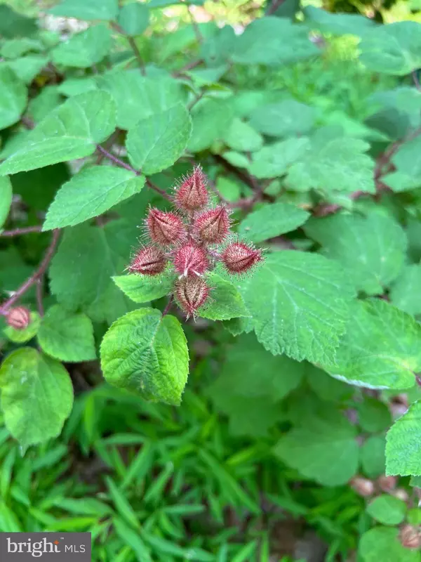 Syria, VA 22743,LOT 2 AND 3 RAG HILL ROAD