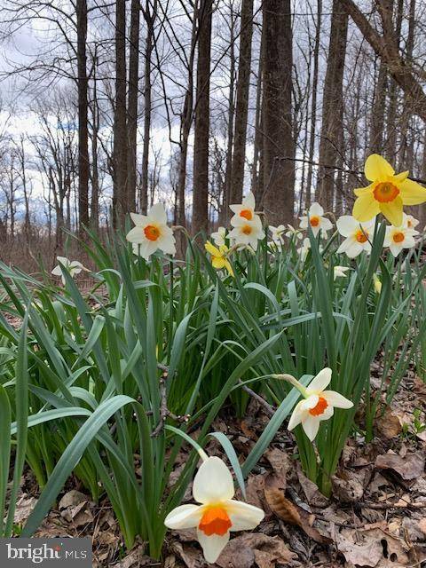 Bluemont, VA 20135,19802 OLD BLUERIDGE RD