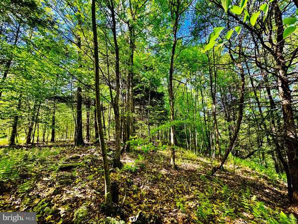 James Creek, PA 16657,LOT: 10 PARADISE POINT