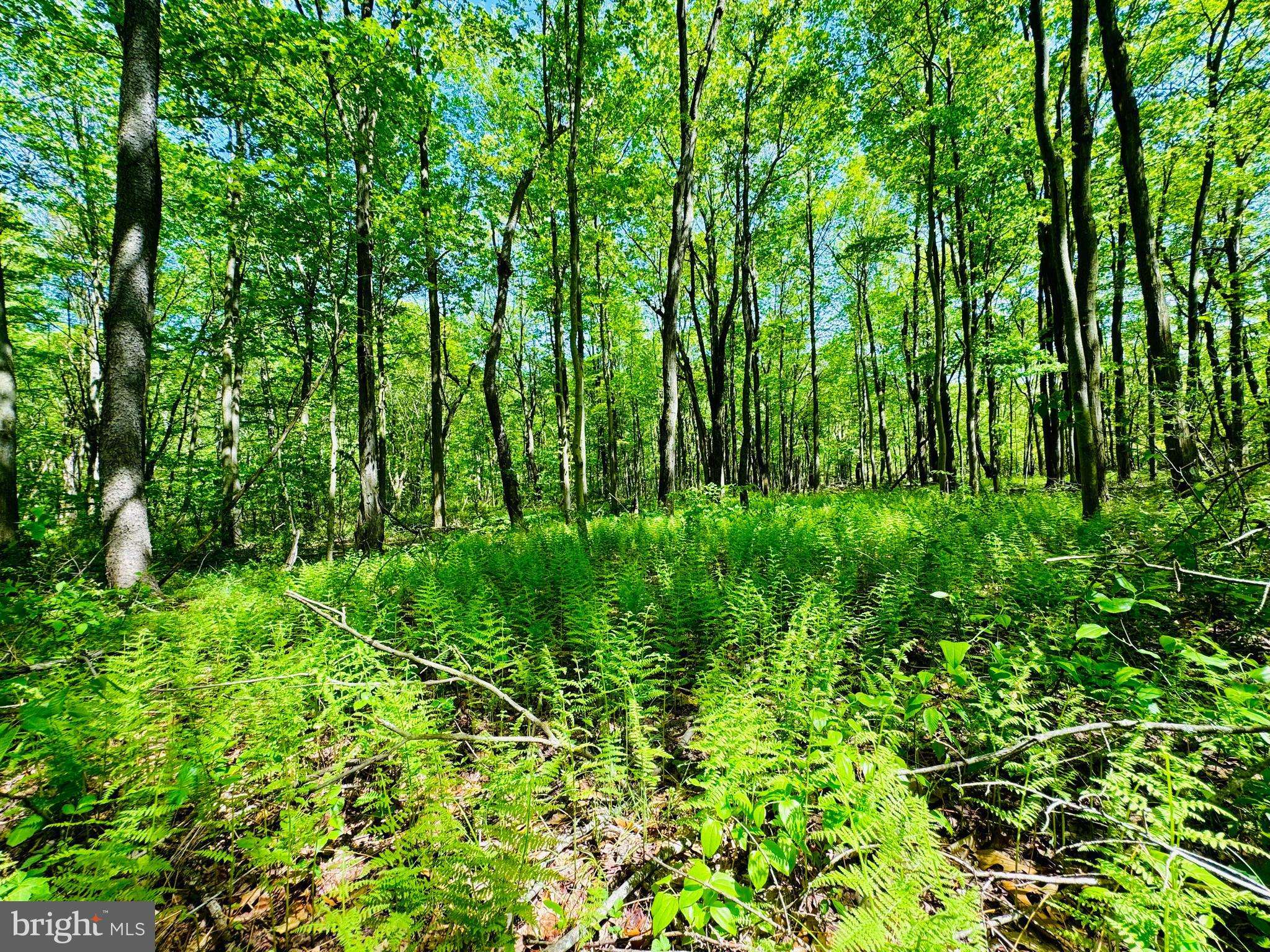 LOT: 36 PARADISE POINT, James Creek, PA 16657