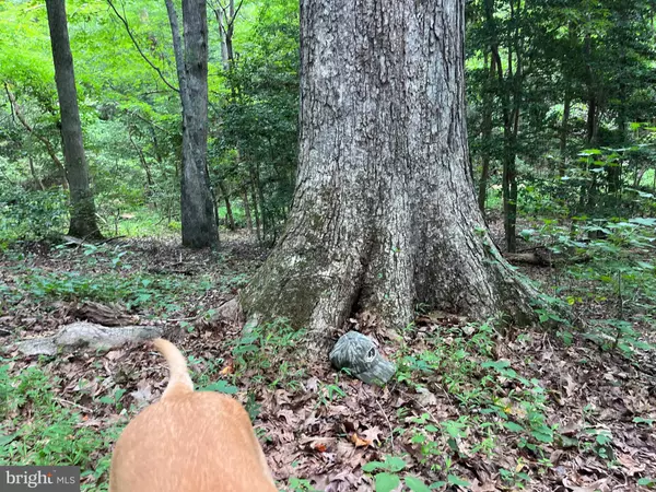 Alberta, VA 23821,0 MASONS MILL RD